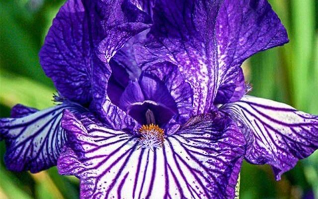 bilancioni4